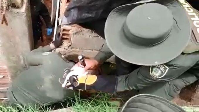 Rescate cachorros
