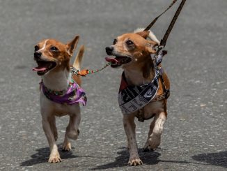 CEMASCOTAS (13).JPG