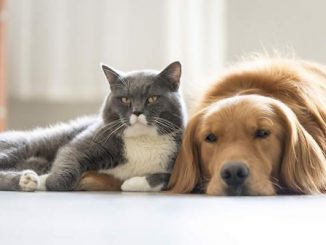 Jornadas para esterilizar perros y gatos