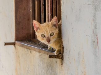 Gato
