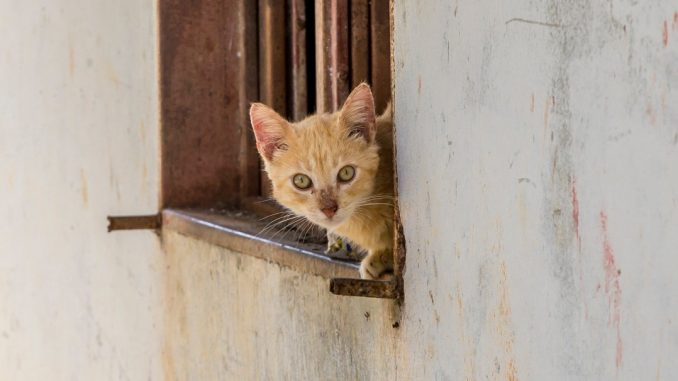 Gato