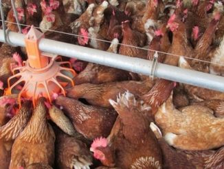 Criadero-de-gallinas