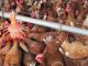 Criadero-de-gallinas