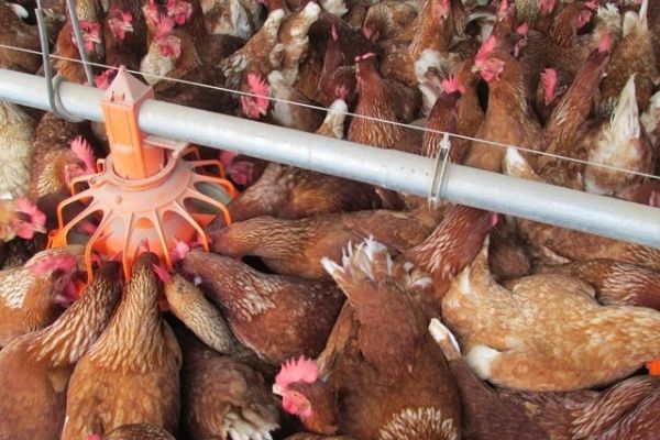 Criadero-de-gallinas