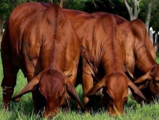 Se robaron 22 vacas de alto valor y están dando recompensa por ellas