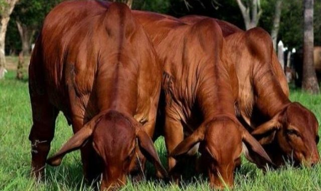 Se robaron 22 vacas de alto valor y están dando recompensa por ellas