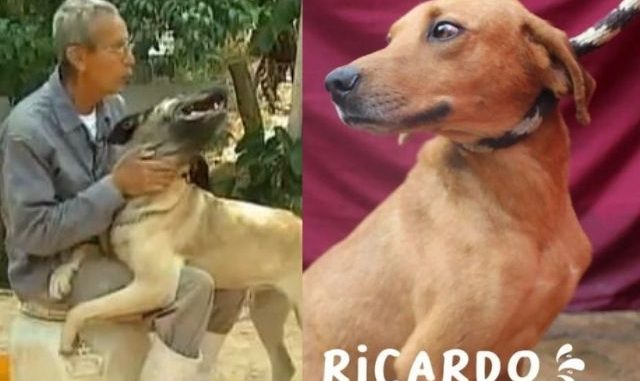 Triste historia: Falleció el Señor de los Perros y sus peludos quedaron a la deriva
