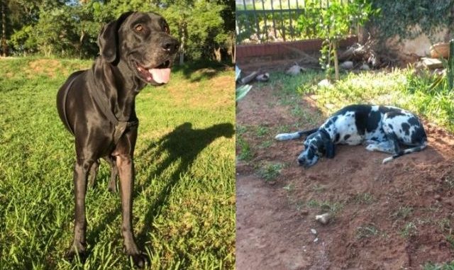 Perrito murió y su amiga canina lo visita todo el día en la tumba
