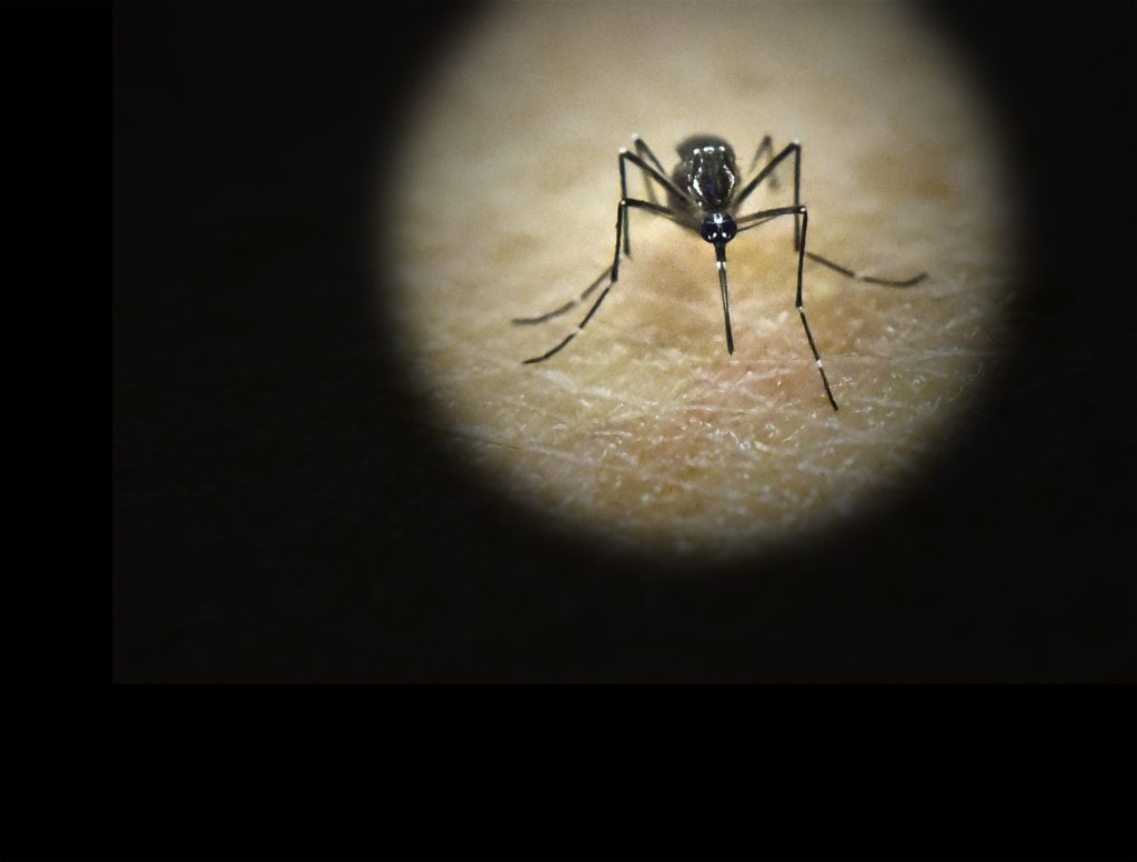 Mosquito transmisor del dengue 