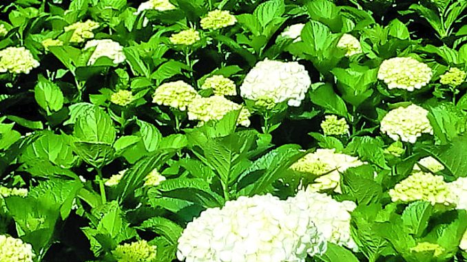 HORTENSIAS