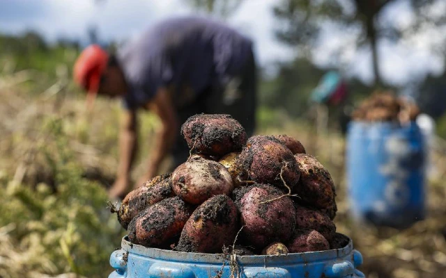 Productores de papa