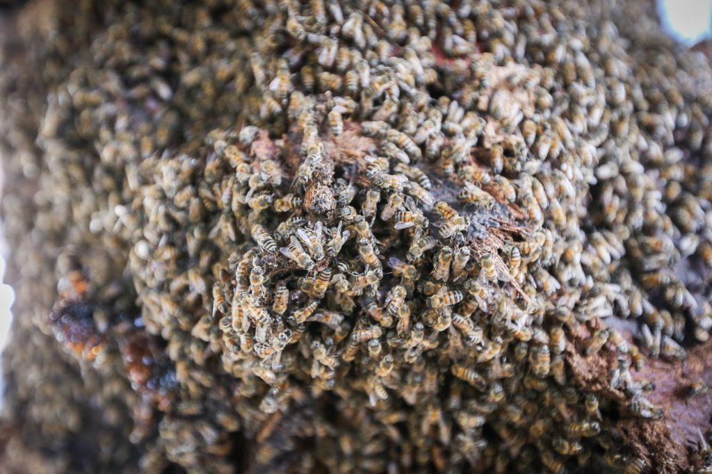 Abejas.