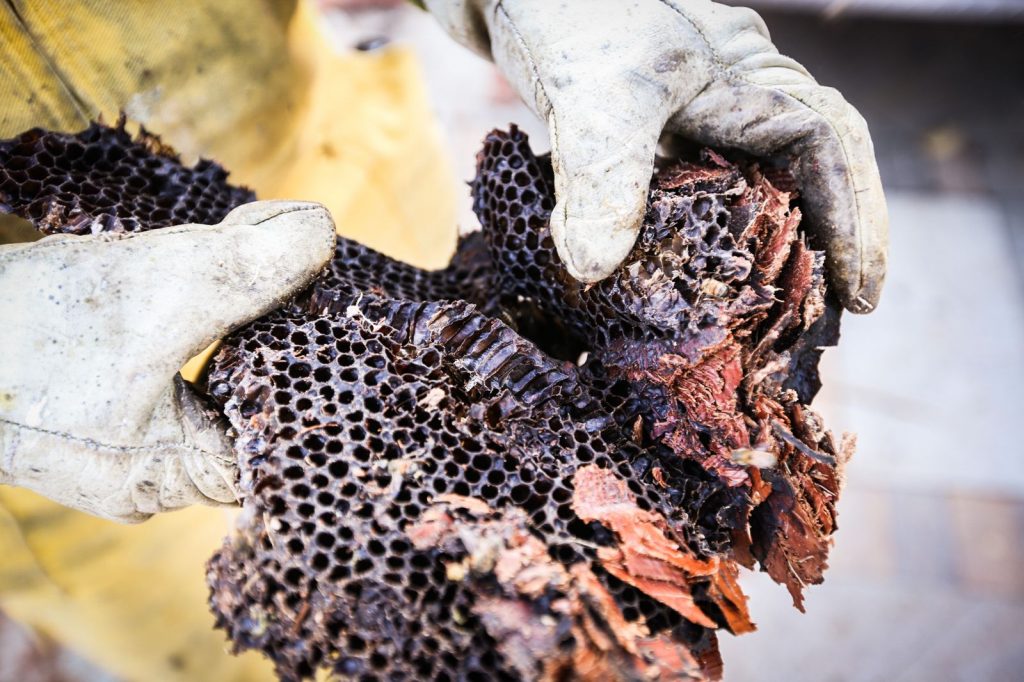 Abejas