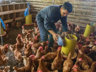 Galpon-gallinas-gallinaza