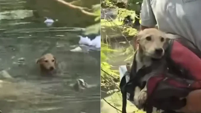 Rescate-de-perro-en-Cali