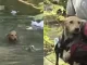 Rescate-de-perro-en-Cali
