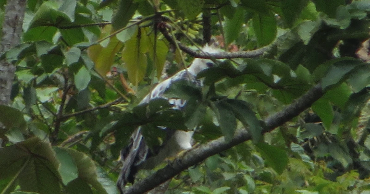 águila crestada en Medellín