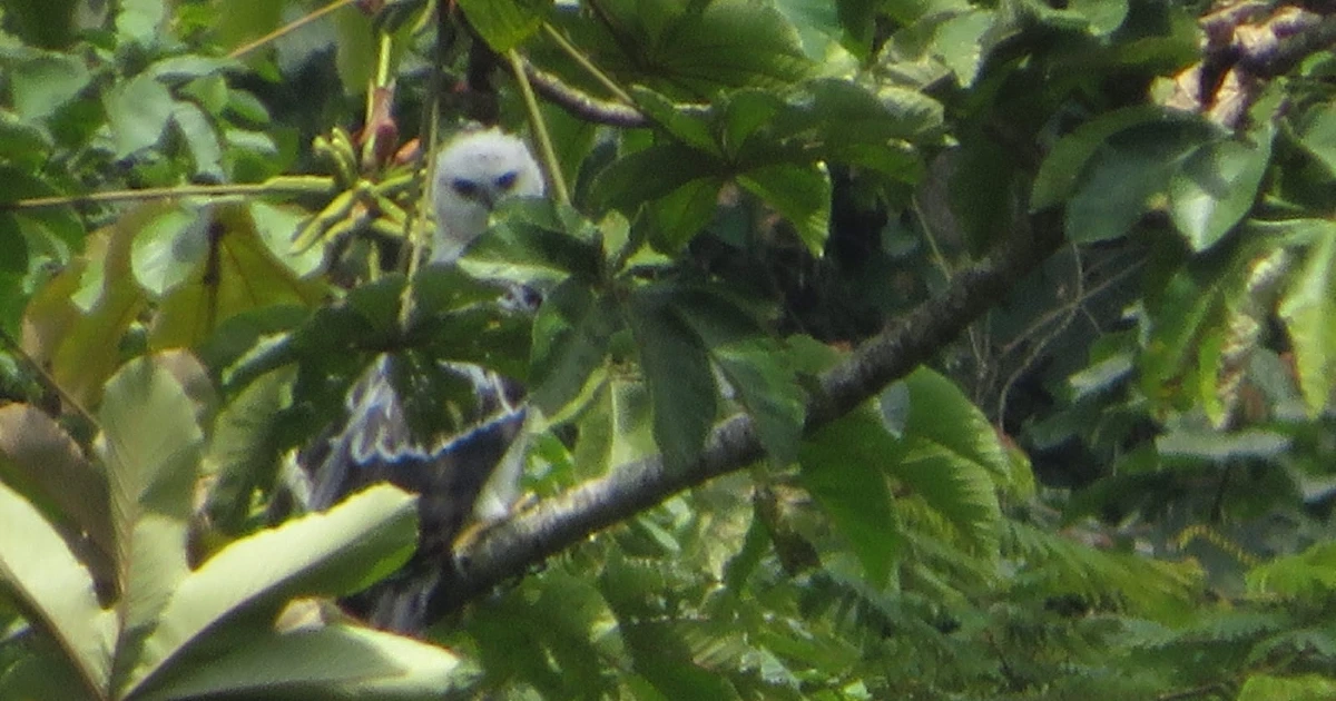 Águila crestada en Medellín