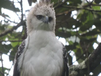 Águila crestada