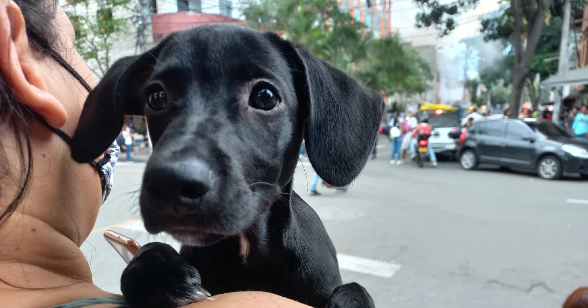 Mascota en incendio