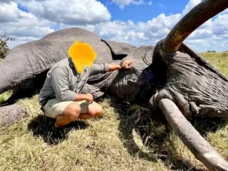 Cazador de Botsuana mató al elefante más grande del país y lo tachó como un "privilegio"