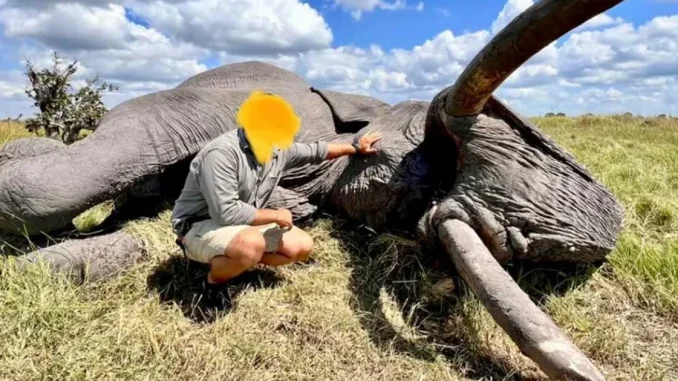 Cazador de Botsuana mató al elefante más grande del país y lo tachó como un "privilegio"