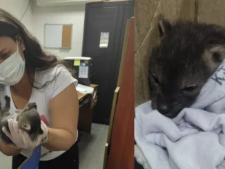 Rescataron a un zorro bebé en el Carmen de Viboral