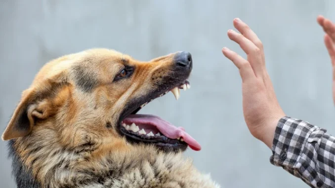 mordedura de perro