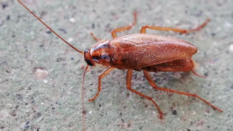 Cucarachas-insectos-2