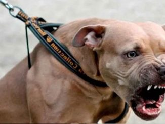 Perro Pitbull