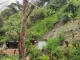 Deslizamiento en Heliconia