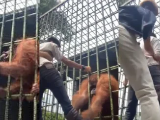 Orangután Indonesia