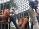 Orangután Indonesia
