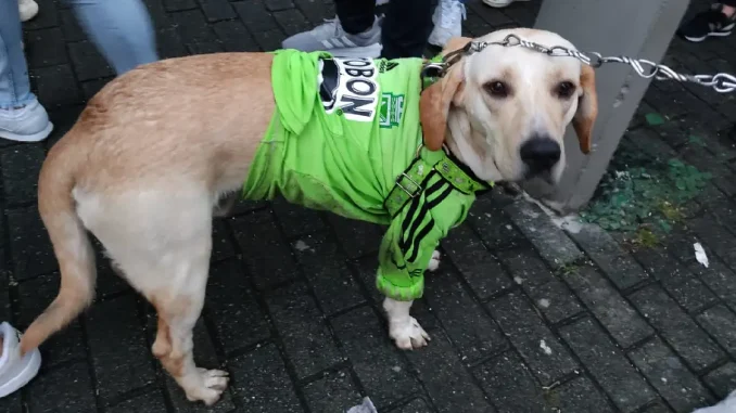 Perro hincha de nacional