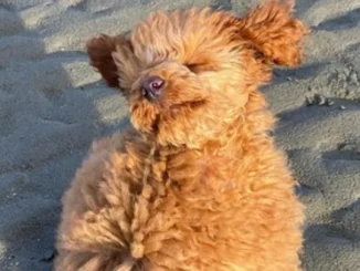 perro