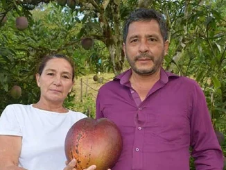 Campesinos, colombianos, cultivos, mango, fruta, Guinness World Records, viral, Q’Hubo Medellín