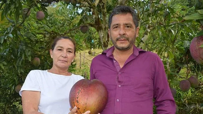 Campesinos, colombianos, cultivos, mango, fruta, Guinness World Records, viral, Q’Hubo Medellín