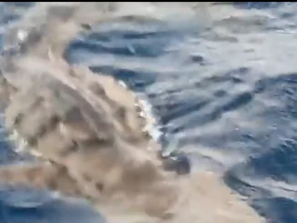 Pillan cocodrilo en el mar de San Andrés