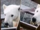Oso-polar-con-lata-en-el-hocico