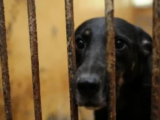 Perro, maltrato animal