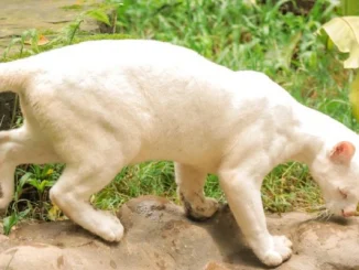 felina albina