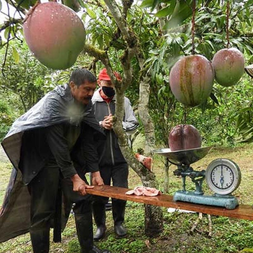 El mango más pesado del mundo es de tierras colombianas. /FOTO: Guinness World Records