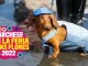 Caminata Canina, Tierragro, fotos, desfile, Feria de las Flores, Medellín, Q’Hubo Medellín