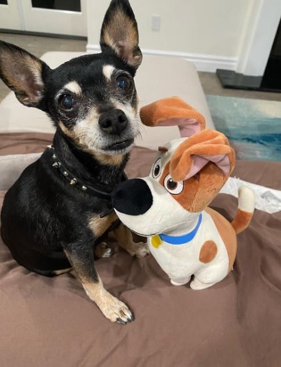 Esta es Lola, la perrita de Kate del Castillo que falleció a sus 16 años. /FOTOS: TOMADAS DE INSTAGRAM