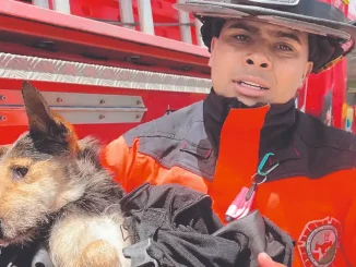 Perrito rescatado en Bello