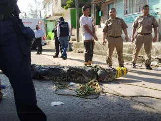 Cocodrilo que se 'paseó' con un cadáver.