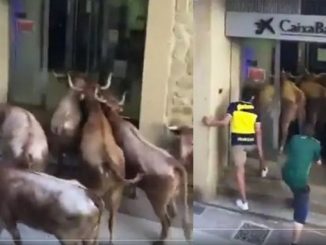 Vacas locas.