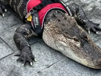 Wally alligator