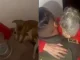Dejaron a una abuelita bajo llave por 4 días y sin comida