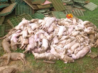 Granja en Betania se inundó y 480 cerdos murieron ahogados